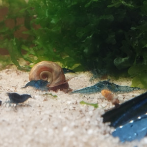 Vend crevettes neocaridina blue dream/velvet