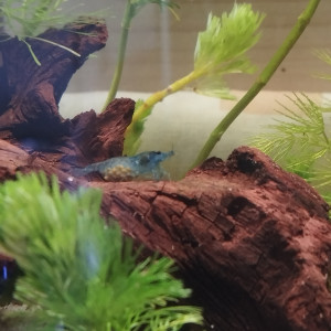 Vend crevettes neocaridina blue dream/velvet