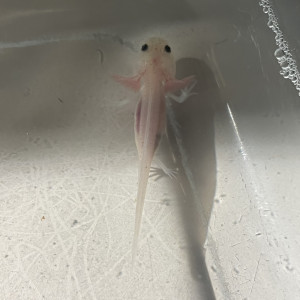 Petits axolotls