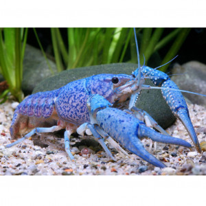Procambarus alleni Ou écrevisse bleu de Floride
