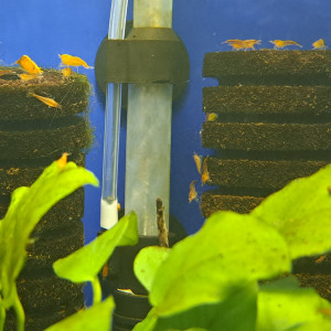 Neocaridina orange à petit prix