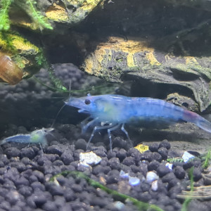 Neocaridina Blue jelly