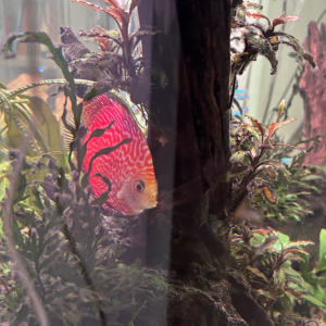 Discus 10/12 cm