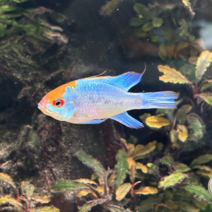 Ramirezi bleu electrique