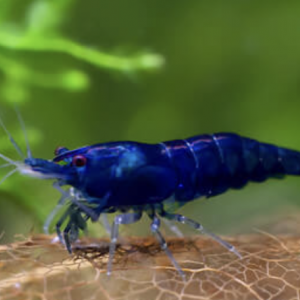 Crevette blue velvet