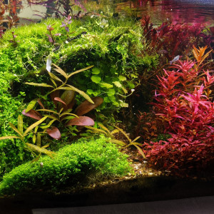 Publication de Loran