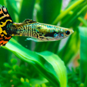 Donne guppys en bonne santé – Lyon