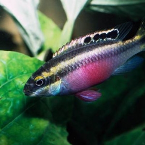 Pelmatochromis (eau douce)