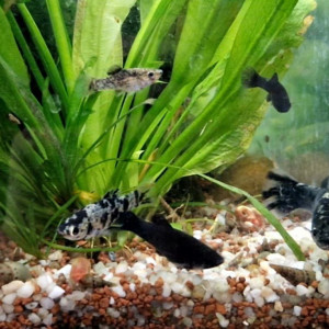 URGENT avant 22/06 ! Donne alevins Black Molly / Molly Dalmatiens