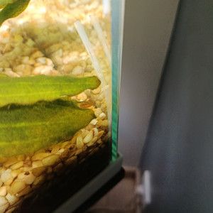 Publication de leToulousain