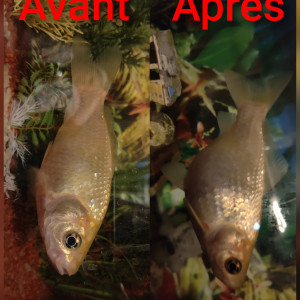 Publication de Lucailloux