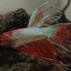 Publication de Yunatani