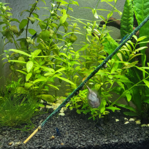Blue velvet  et physa marmorata