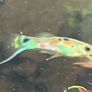 Kit vivant & plantes & crevettes Sakura endler aux choix