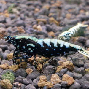 Galaxy fishbones gêne boa