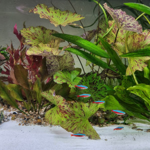 Publication de Rabaud