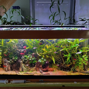 Publication de bryce