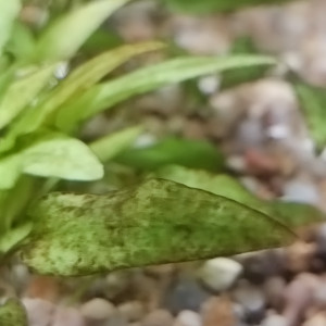 Publication de Yay14