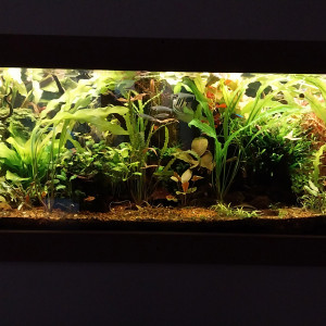 Publication de STK54