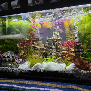 Ciano Nursery