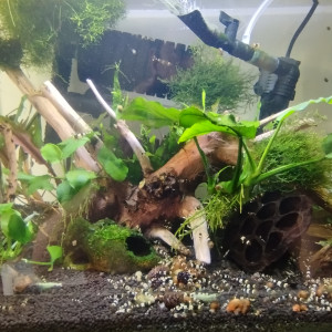 Publication de Olivier1977