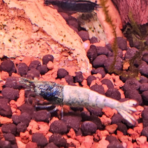 Publication de Stev_77