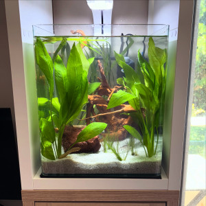 Publication de MamZ-L94