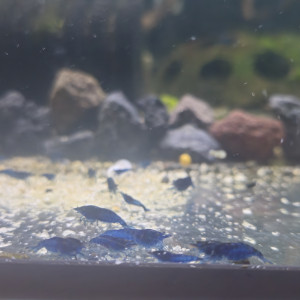 Neocaridina bleu