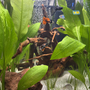 Publication de MamZ-L94