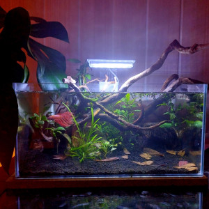 23l pour Betta Phenix