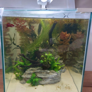 40l Betta Plakat Akuma