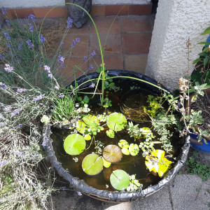 Mini bassine 3