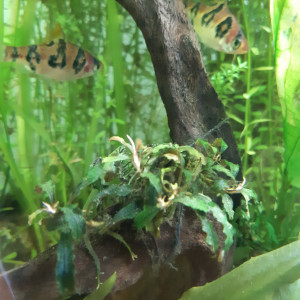 Publication de Anubiadamidum