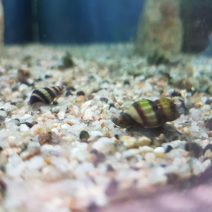 escargots Helena_mangeurs d'escargots_lot de 3