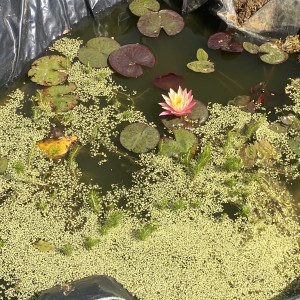Recherche poissons rouges