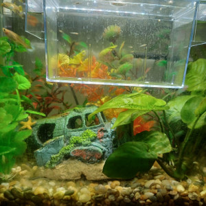 Aquarium_guppy