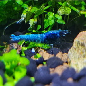 Publication de Stev_77