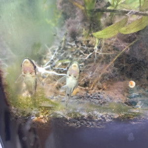 Otocinclus