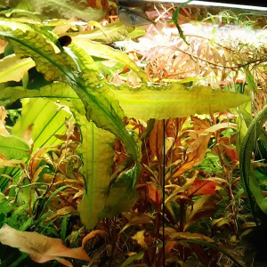 Publication de STK54