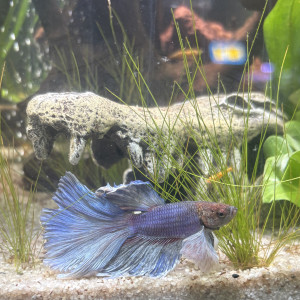 Publication de MamZ-L94