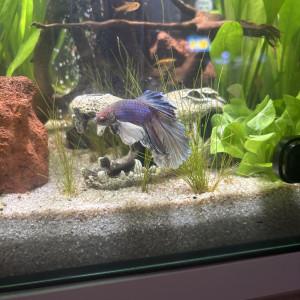 Publication de MamZ-L94