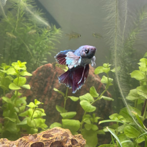 Publication de MamZ-L94