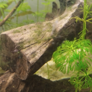 Publication de RanchuGarden