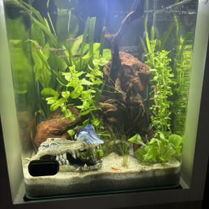 Publication de MamZ-L94