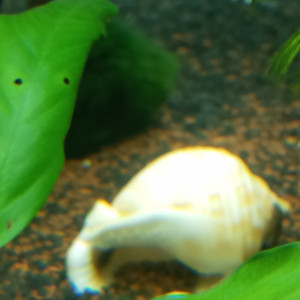 Agatha