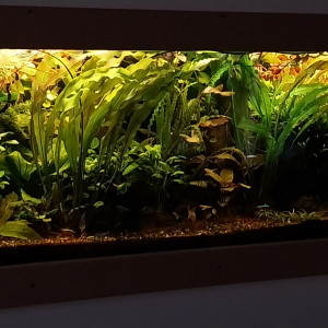 Publication de STK54