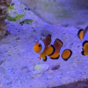 Don de poisson clowns et demoiselles suite à un problème d’aquarium