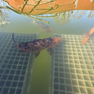 Recherche mâle apisto cacatuoides