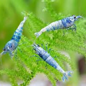 URGENT LOT 14 CREVETTES blue bolt/iced cold ?