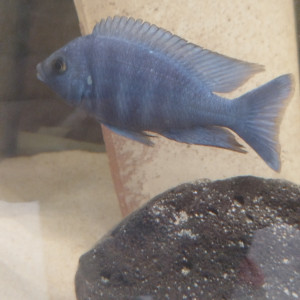 Placidochromis phenochilus lunpingu et protomelas spinolotus mara rock disponible